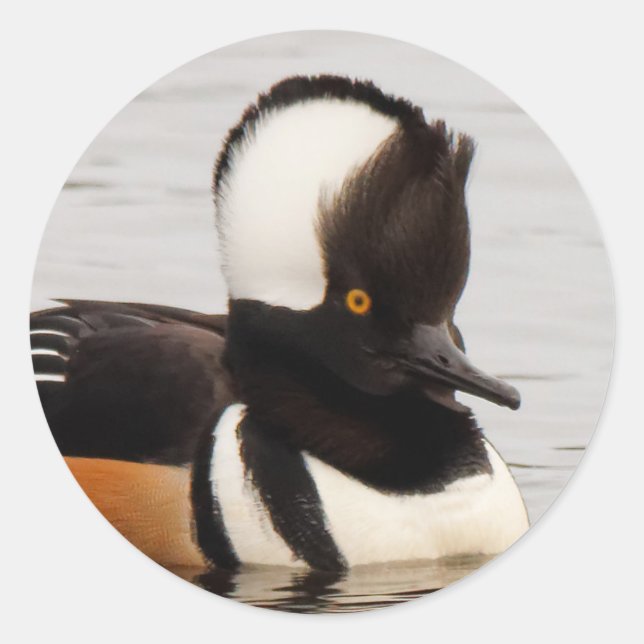 Atemberaubende Merganser-Ente am Teich Runder Aufkleber (Vorderseite)