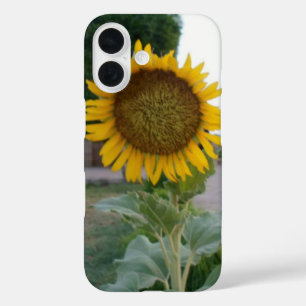 Atemberaubende natürliche Sonnenblume Goldene St iPhone 16 Hülle