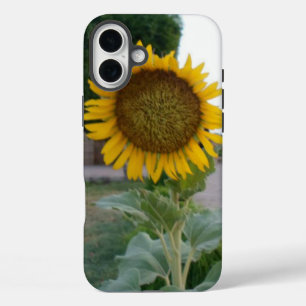 Atemberaubende natürliche Sonnenblume Goldene St iPhone 16 Plus Hülle