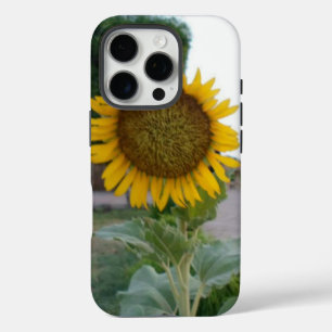 Atemberaubende natürliche Sonnenblume Goldene St iPhone 16 Pro Hülle