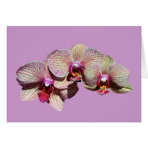Atemberaubende Orchideen-Trio-Blumen-Karte