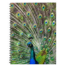 Atemberaubende Pfau- und Federn Zubehör für Fotos