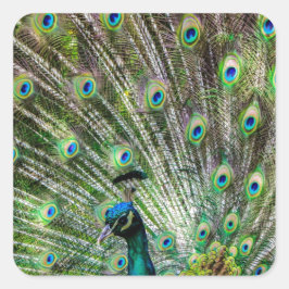 Atemberaubende Pfau- und Federn Zubehör für Fotos Quadratischer Aufkleber