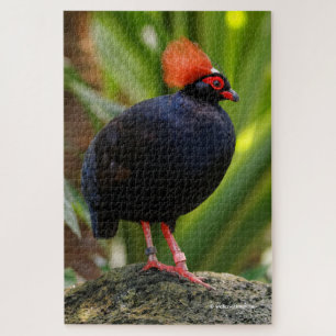 Atemberaubende Rodelholzpartridge