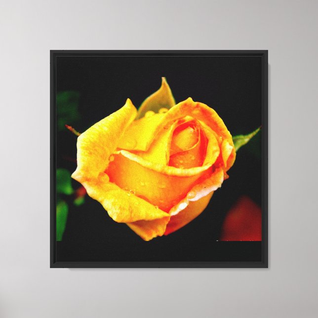 Atemberaubende Rose mit Dew Canvas Leinwanddruck (Vorderseite)