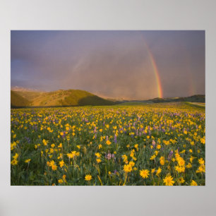Atemberaubende Wildblumenwiese bei Sonnenaufgang i Poster