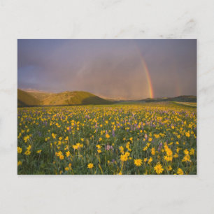Atemberaubende Wildblumenwiese bei Sonnenaufgang i Postkarte