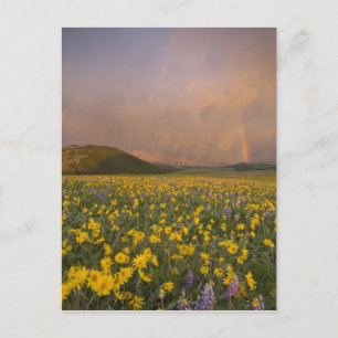 Atemberaubende Wildblumenwiese bei Sonnenaufgang i Postkarte