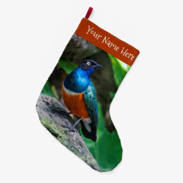 Atemberaubender Afrikanischer Superstar Starling S Großer Weihnachtsstrumpf