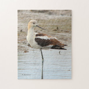 Atemberaubender American Avocet Wading Bird am Str