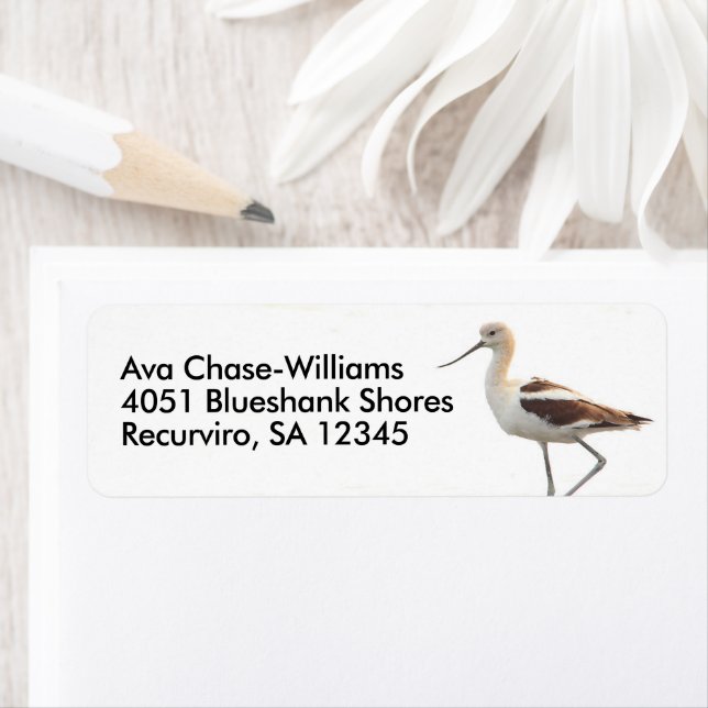 Atemberaubender amerikanischer Avocet-Vogel am Str (Insitu)
