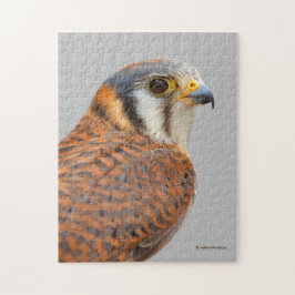 Atemberaubender amerikanischer Kestrel Sparrowhawa