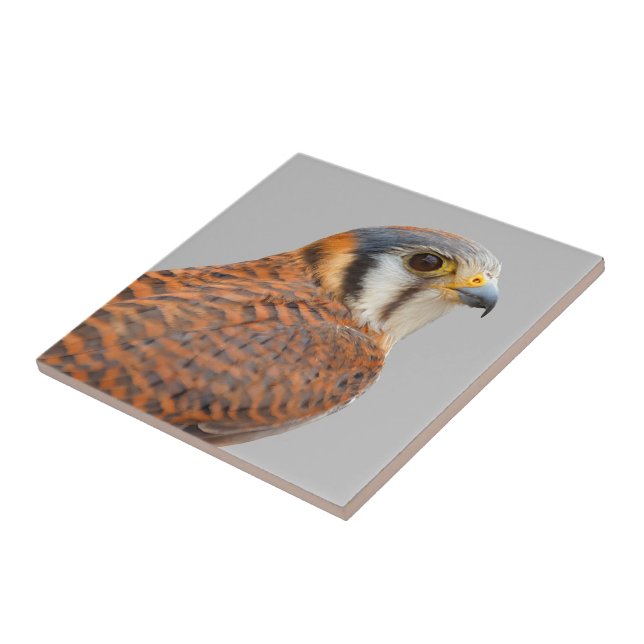 Atemberaubender amerikanischer Kestrel Sparrowhawa Fliese (Seite)
