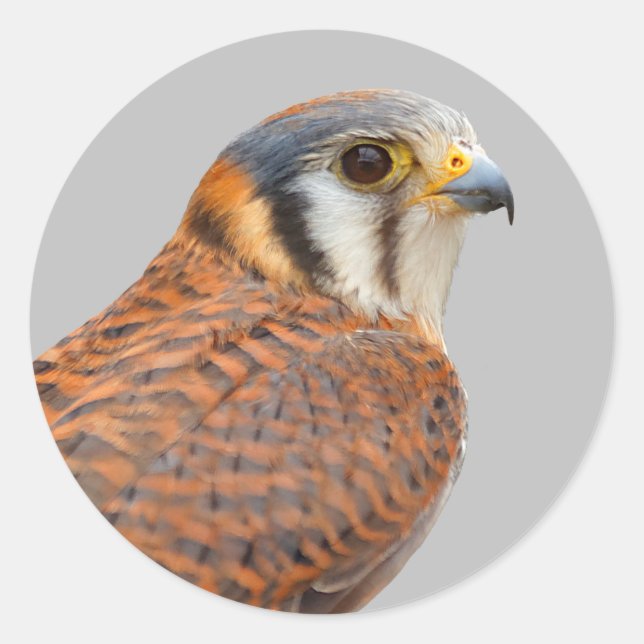 Atemberaubender amerikanischer Kestrel Sparrowhawa Runder Aufkleber (Vorderseite)