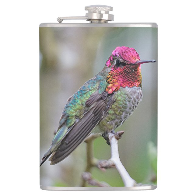 Atemberaubender Anna-Hummingvogel auf dem Pflaumen Flachmann (Vorderseite)