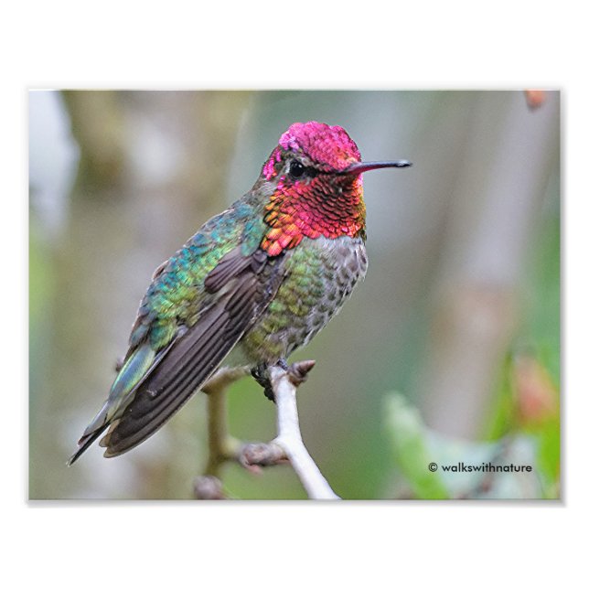 Atemberaubender Anna-Hummingvogel auf dem Pflaumen Fotodruck (Vorne)