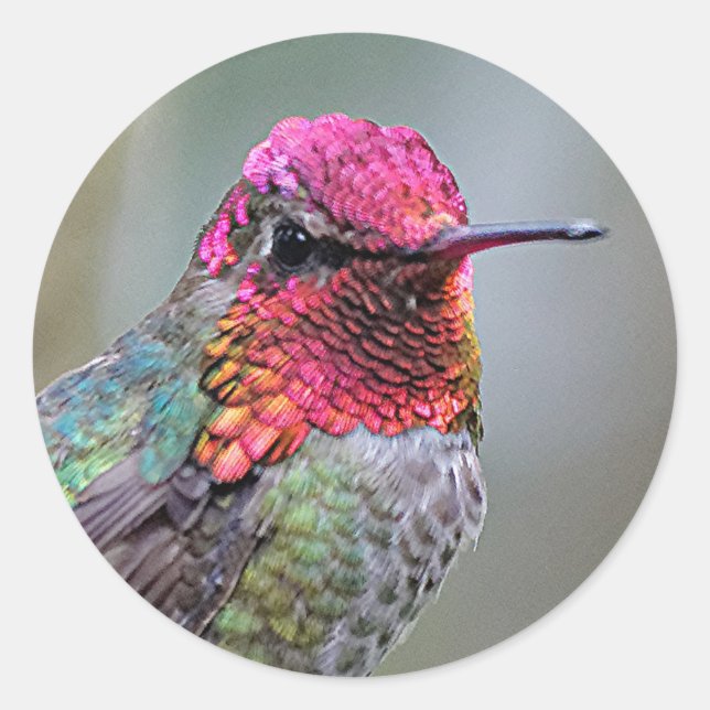 Atemberaubender Anna-Hummingvogel auf dem Pflaumen Runder Aufkleber (Vorderseite)