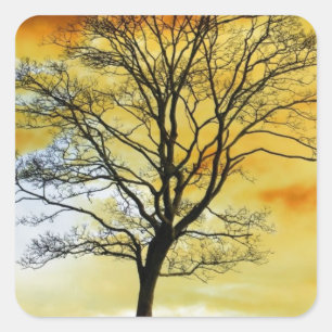 Atemberaubender Baum, Sonnenuntergang Naturlandsch Quadratischer Aufkleber
