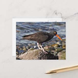 Atemberaubender Black Oystercatcher Bird am Strand Postkarte