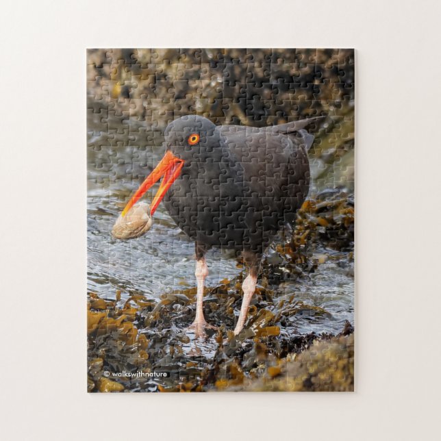 Atemberaubender Black Oystercatcher Shorebird mit  (Vertikal)