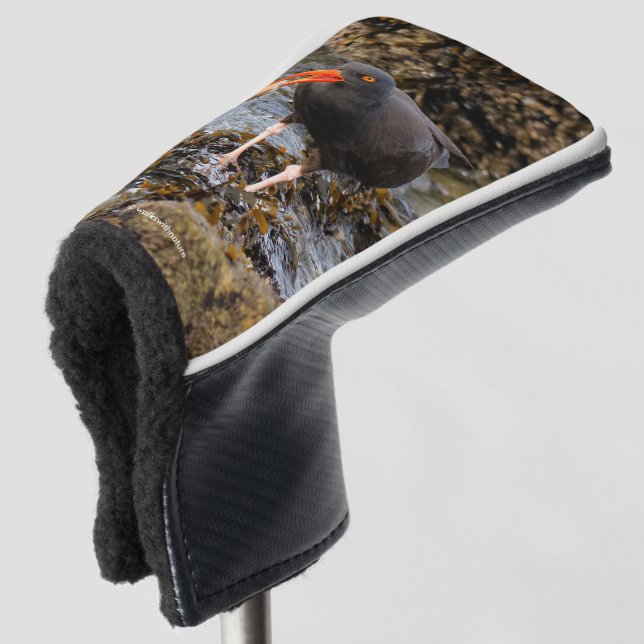 Atemberaubender Black Oystercatcher Shorebird mit  Golf Headcover (3/4 Vorderseite)