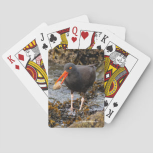 Atemberaubender Black Oystercatcher Shorebird mit  Spielkarten