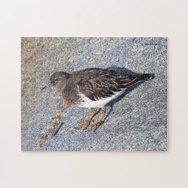 Atemberaubender Black Turnstone Shorebird auf dem  (Horizontal)