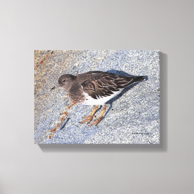 Atemberaubender Black Turnstone Shorebird auf dem  Leinwanddruck (Vorderseite)