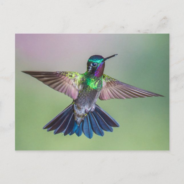 Atemberaubender Hummingbird in Costa Rica Postkarte (Vorderseite)