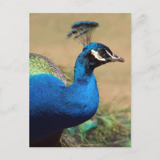 Atemberaubender indischer Pfau Postkarte