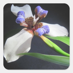 Atemberaubender Iris-Aufkleber Quadratischer Aufkleber