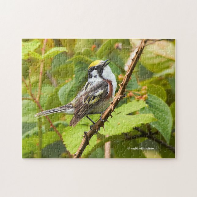Atemberaubender Kastaniensongvogel auf Zweig (Horizontal)