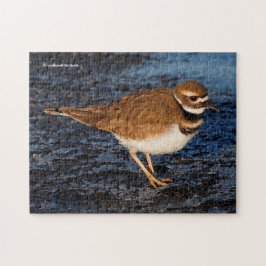 Atemberaubender Killdeer Shorebird auf den Icy Mud