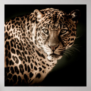 Atemberaubender Leopard auf schwarzem Hintergrund Poster