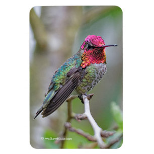 Atemberaubender männlicher Annas Kolibri auf dem Magnet