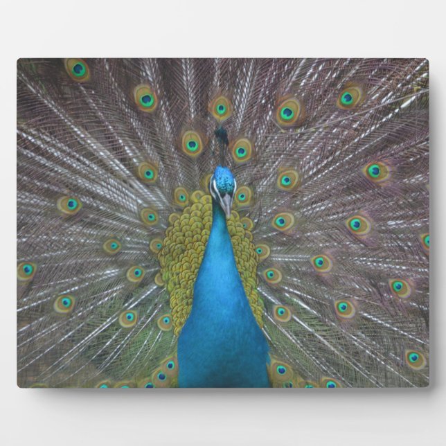 Atemberaubender Pfau Fotoplatte (Vorderseite)