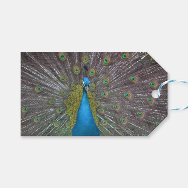 Atemberaubender Pfau Geschenkanhänger (Vorderseite (Horizontal))