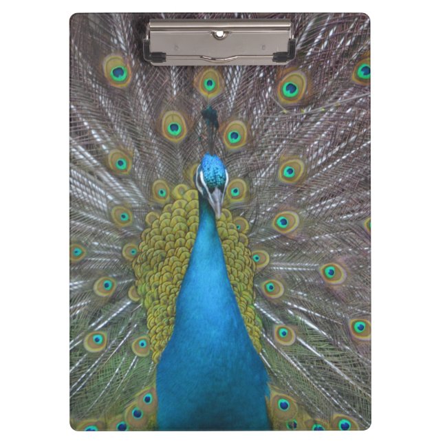 Atemberaubender Pfau Klemmbrett (Vorderseite)
