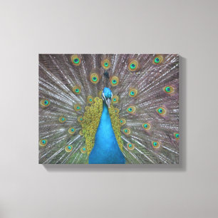 Atemberaubender Pfau Leinwanddruck