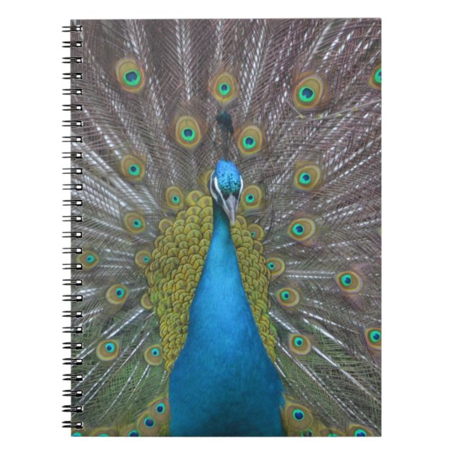Atemberaubender Pfau Notizblock (Vorderseite)