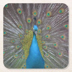 Atemberaubender Pfau Rechteckiger Pappuntersetzer