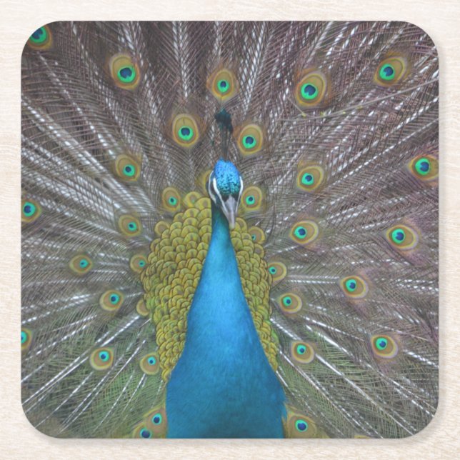 Atemberaubender Pfau Rechteckiger Pappuntersetzer (Vorderseite)