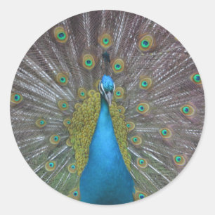Atemberaubender Pfau Runder Aufkleber