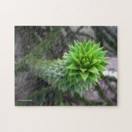 Atemberaubender Pine Monkey Puzzle Tree