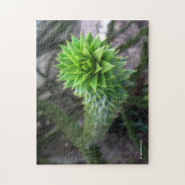 Atemberaubender Pine Monkey Puzzle Tree