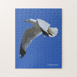 atemberaubender Ring-Billed Gull im Flug