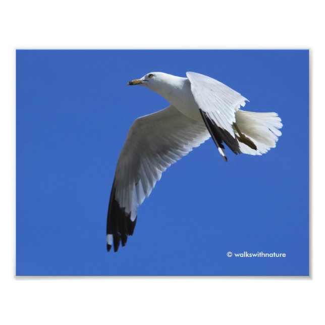 atemberaubender Ring-Billed Gull im Flug Fotodruck (Vorne)