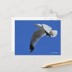 atemberaubender Ring-Billed Gull im Flug Postkarte