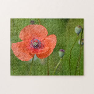 Atemberaubender Roter Mohn