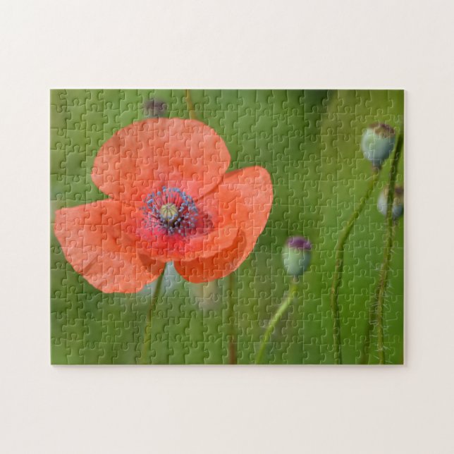 Atemberaubender Roter Mohn (Horizontal)
